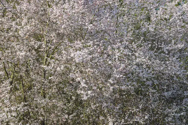 Bellissimo Sfondo Naturale Sakura Fiore Ciliegio — Foto Stock
