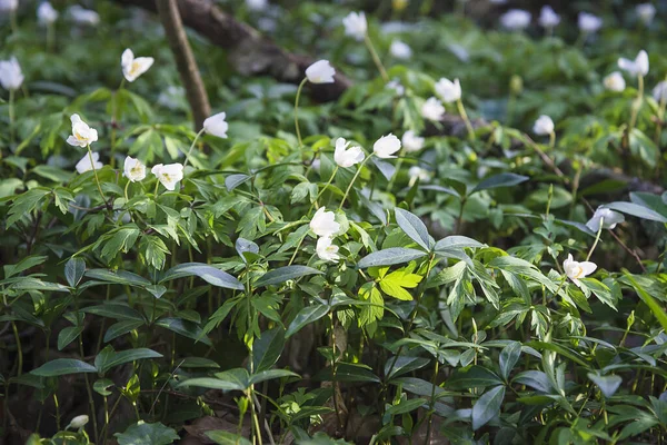 Anémones Blanches Fleurissant Dans Forêt Printemps Par Une Journée Ensoleillée — Photo