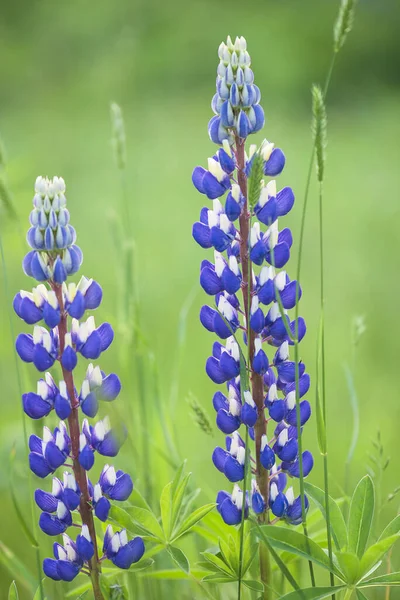 Purple lupines blooming in green meadow. Vertical picture, close