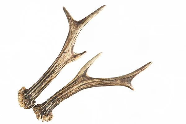 Beyaz arka plan üzerinde izole geyik boynuzları