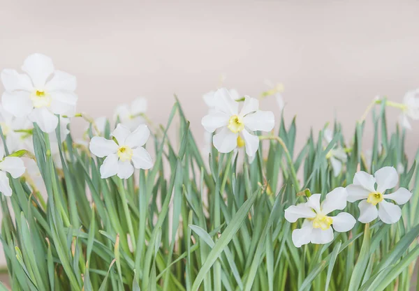 Цветущие Белые Нарциссы Белом Фоне — стоковое фото