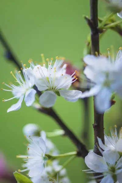Krásné Třešňové Květy Zeleném Pozadí Svislý Obrázek — Stock fotografie
