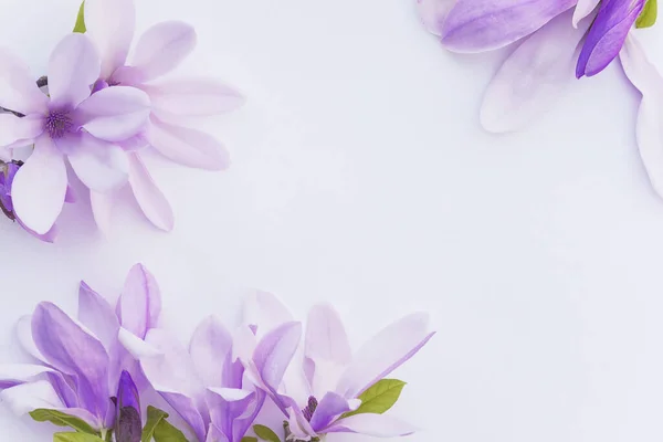 Güzel çiçek arkaplanı. Beyaz sırtında pembe manolya çiçekleri