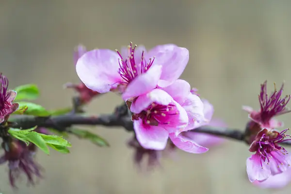 Větvička Fialovými Broskvovými Květy Rozmazaném Pozadí Zavřít — Stock fotografie