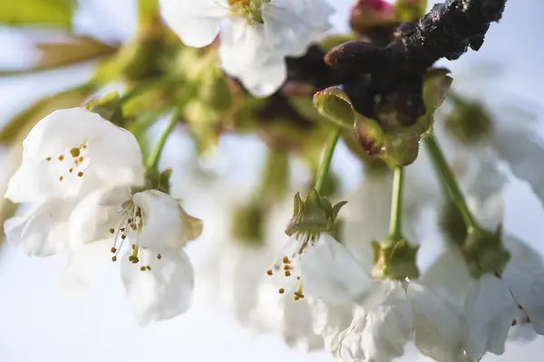 Krásný Třešňový Květ Zblízka — Stock fotografie