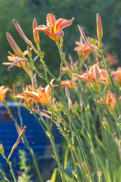 Güneşli Bir Günde Yaz Bahçesinde Açan Güzel Zambaklar — Stok fotoğraf