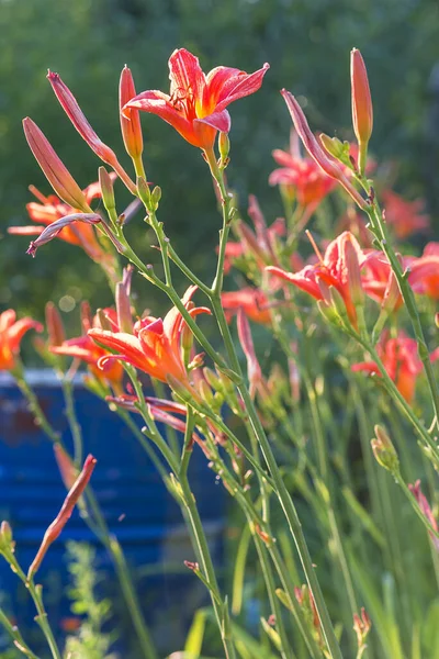 Beaux Nénuphars Fleurissant Dans Jardin Été Par Une Journée Ensoleillée — Photo