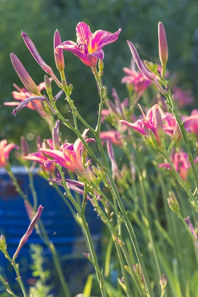 Beaux Nénuphars Fleurissant Dans Jardin Été Par Une Journée Ensoleillée — Photo