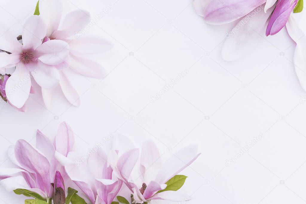 Beautiful floral background. Pink magnolia flowers on white back