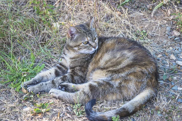 Gato Doméstico Acostado Aire Libre Cerca — Foto de Stock