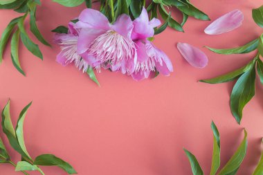 Çiçek arkaplan. Pembe şakayık çiçeği ve pembe arka planda yapraklar