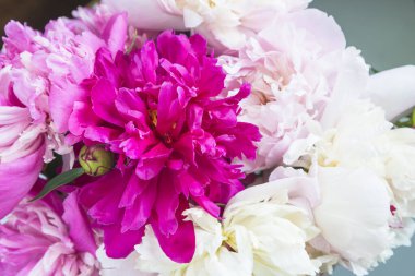 Beyaz, pembe ve mor şakayıklar kapanıyor