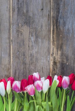 Boya yapmayan eski ahşap arka planda mor ve pembe lalelerin çerçevesi. Dikey resim