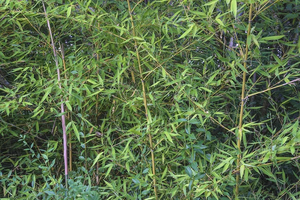 Yeşil bambu ormanı. Yaprak arkaplanı olan bambu sapları