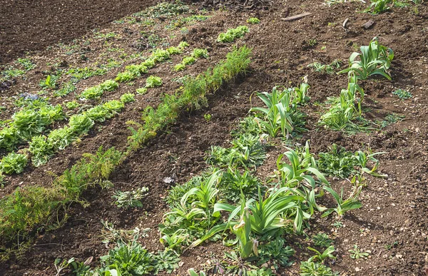 Spring Gardening Concept Ranks Various Plants — Stock Photo, Image