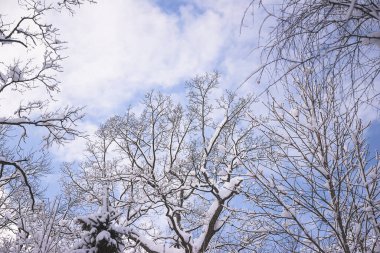 Taze karla kaplı ağaçların arasından güzel bir kış göğü.