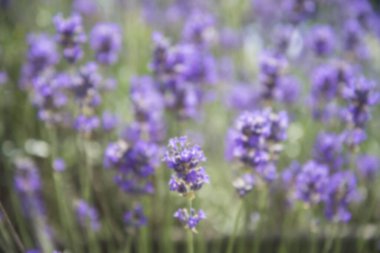 Güzel çiçekli bulanık lavanta arkaplan