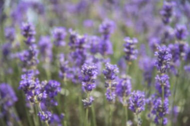 Doğal bulanık arka plan. Mavi lavanta çiçekleri