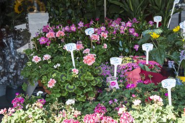 Güneşli bir günde çeşitli çiçeklerle çiçek pazarı