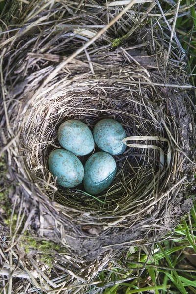 鸟巢顶部的美丽的黑鸟蓝色蛋 — 图库照片