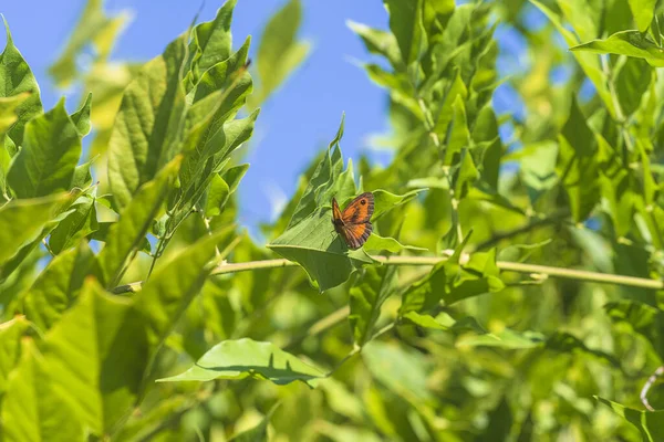 Idyllic Landscape Butterfly Green Leaves Sunny Day — Stock Photo, Image