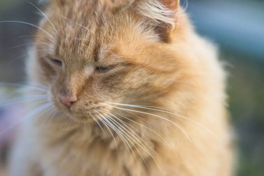 Güzel kızıl tüylü kedi. Yaklaş.