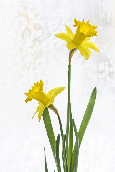 Amarelo Daffodil Close Imagem Vertical — Fotografia de Stock