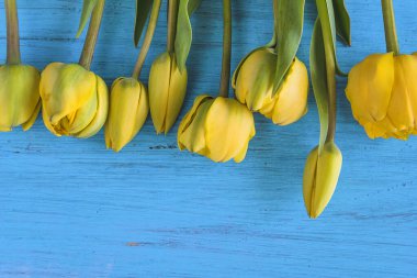 Mavi arka planda sarı lalelerin çerçevesi. Metin için boşluk, düz uzanma