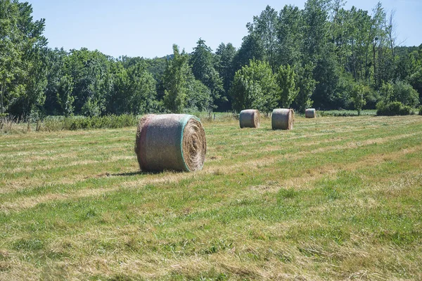 Summer Rural Landscape Hay Rolls Field Sunny Day — Stock Photo, Image