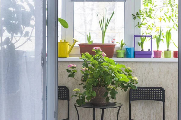 Bahçe konsepti. Verandada çeşitli bitkiler ve çiçekler