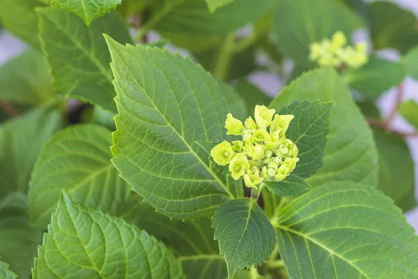 Yeşil yapraklı ortanca tomurcuğu. Kapat.