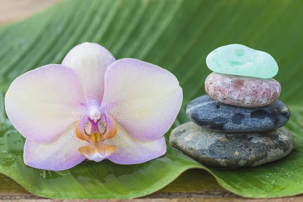 Pink orchid flower and stones pyramid on wet banana leaf. Close up