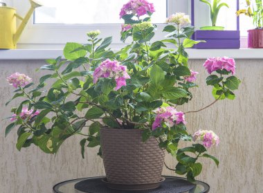 Çiçek saksısında açan mor ortanca