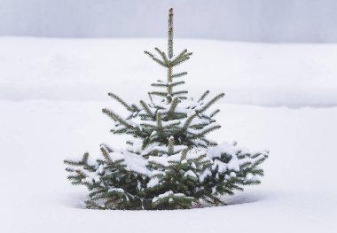 Noel tatili kavramı. Kış parkında taze karla kaplı bir köknar ağacı.