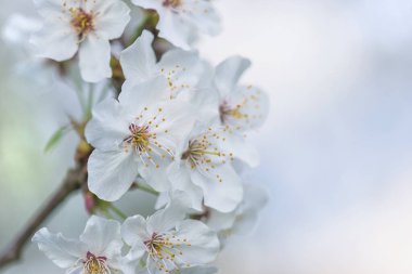Gökyüzüne karşı güzel kiraz çiçekleri