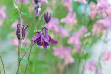 Mor kolumbin ya da anquilegia vulgaris çiçekleri.. 