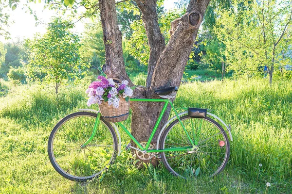 Weidenkorb Mit Fliederbüschel Auf Altem Fahrrad Sonnigen Park — Stockfoto