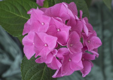 Mor çiçek açan ortancaları ve su damlaları.
