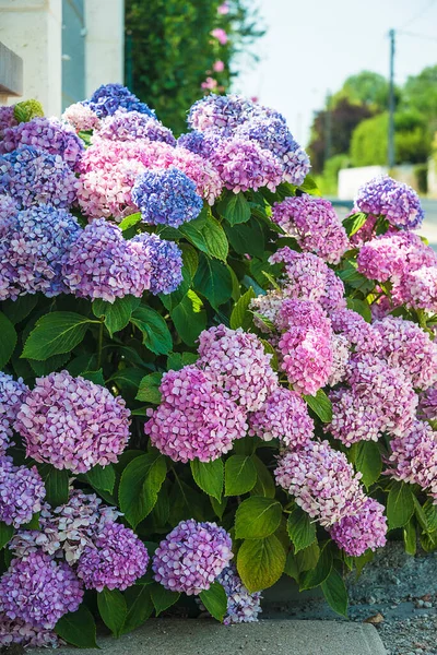 Beautiful blooming blue and pink hydrangea flowerbed; Vertical picture