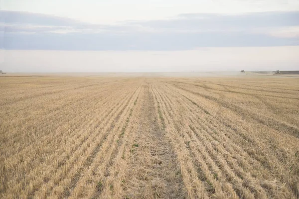 Tarım Tarlası Hasat Edildi Tarla Hasat Ettikten Sonra — Stok fotoğraf