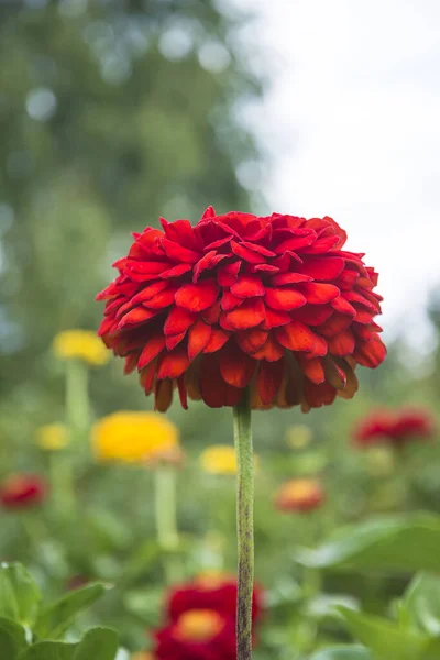 Bonita Flor Zinnia Vermelha Perto Quadro Vertical — Fotografia de Stock