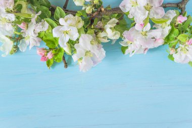 Anneler günün kutlu olsun. Mavi renkli ahşap arka planda elma çiçeği olan dal.