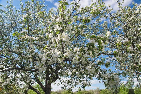 晴れた日にはリンゴの木の美しい花 閉じろ — ストック写真