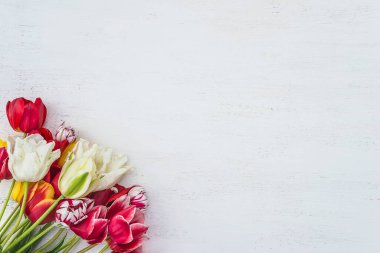 Beyaz boyalı ahşap arka planda bir sürü renkli lale.. 