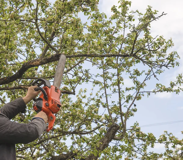 Testere ve elma dallarıyla erkeklerin elleri
