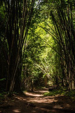Rüzgar estiğinde bambu ormanlar hareket sallanan. Öğleden sonra böyle ışık.