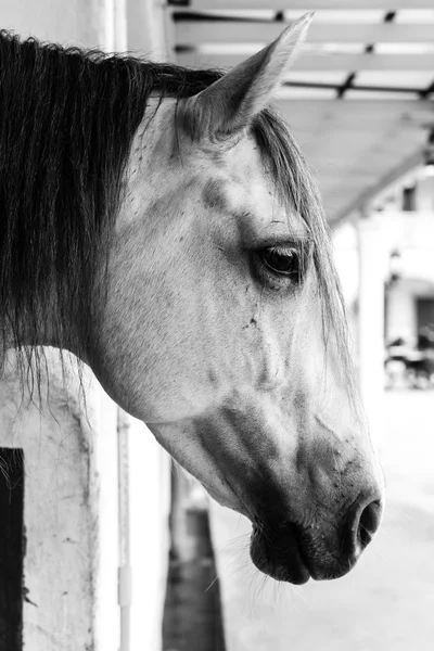 Black and white photos, close-up, white horse In the paddock