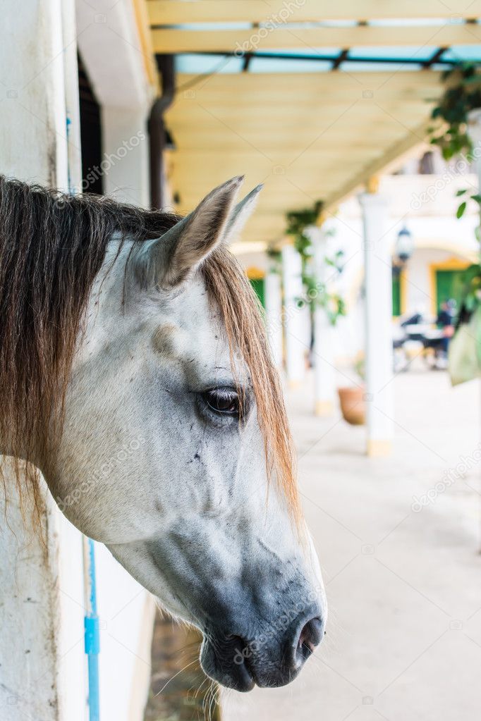 Close-up, a white horse in the paddock.