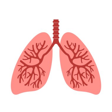 Healthy human organs are lungs. medical flat icon