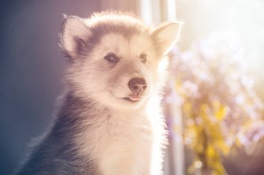 şirin köpek yavrusu alaskan malamute çim Bahçe üzerinde çalıştırmak
